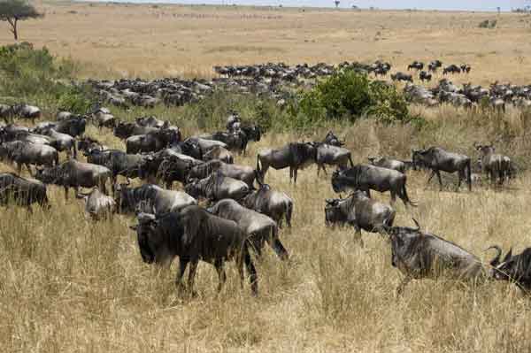 Antílope Ñu - reserva nacional de Masai Mara - Kenia 2.jpg